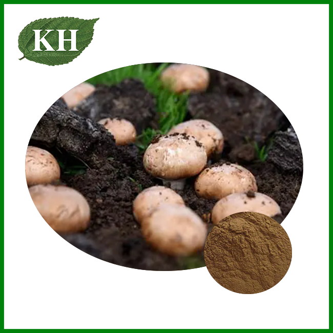 Agaricus Blazei Mushroom Extract